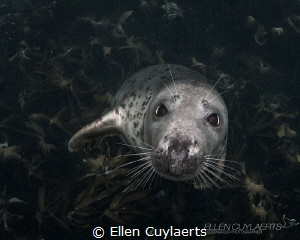 Look into those eyes, how can we not better protect our o... by Ellen Cuylaerts 